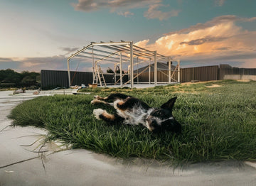 dog in the garden.