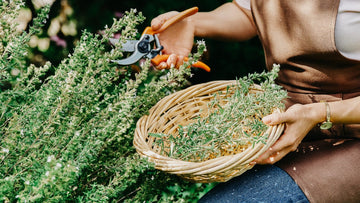 Herb Gardening in Spring