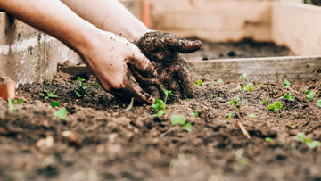Grow Seedlings in Your Shed for Spring - EasyShed