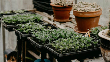 How to Create a Tabletop Garden in Your Shed - EasyShed