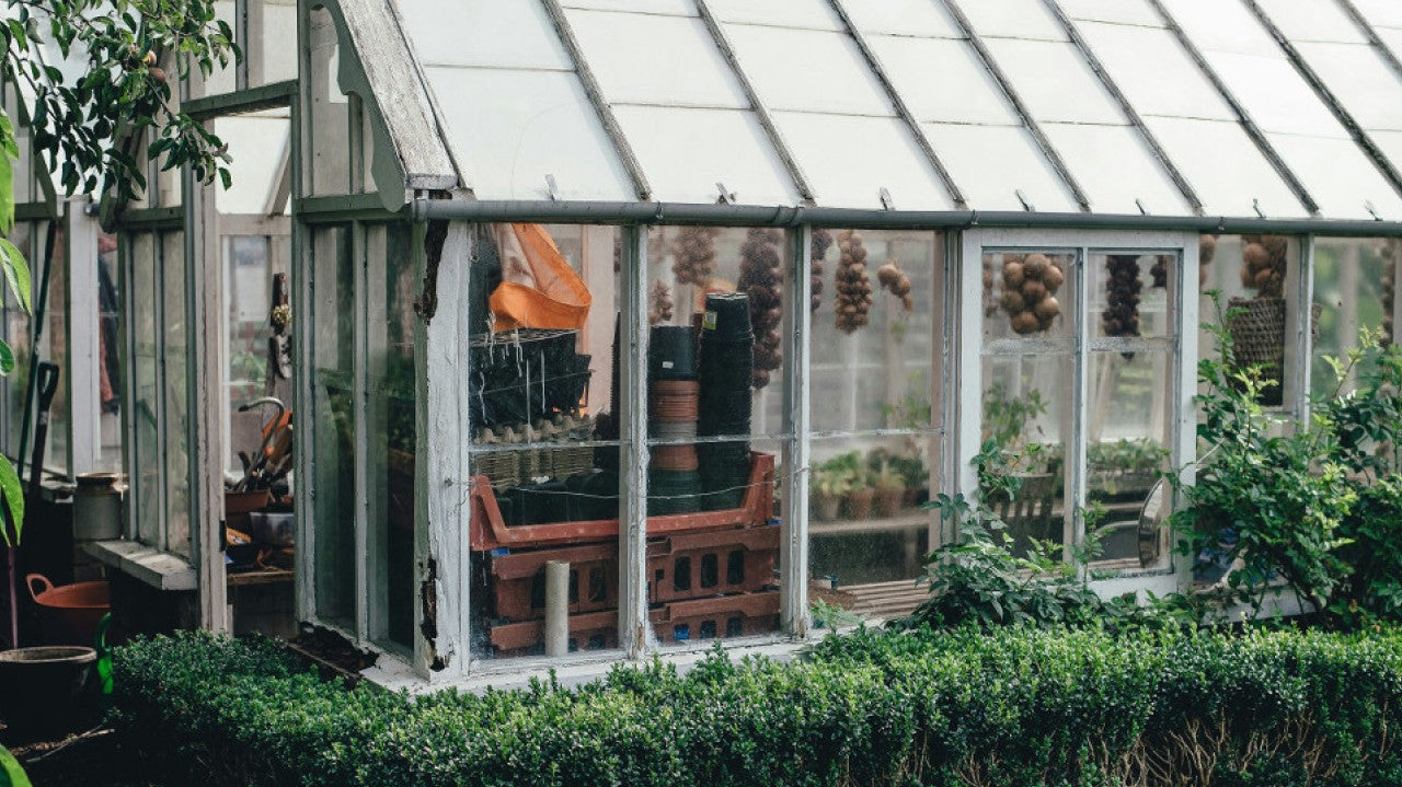 Indoor Plants and Vegetables for Your Shed - EasyShed