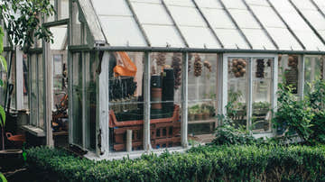 Indoor Plants and Vegetables for Your Shed - EasyShed