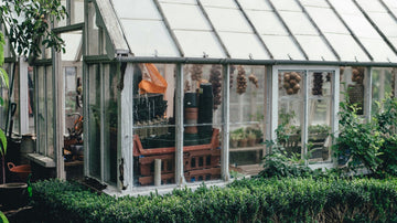 Indoor Plants and Vegetables for Your Shed - EasyShed