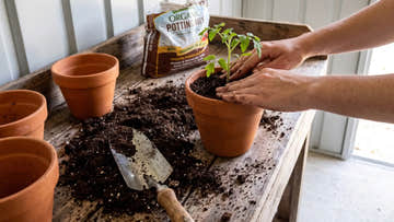 How to Set Up a Garden Shed as a Potting Station